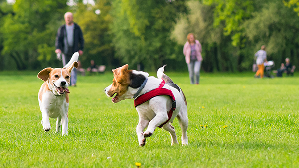 perros corriendo y jugando en un parque