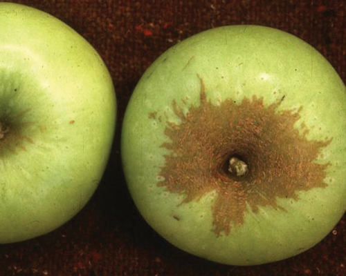 variedades de manzanas