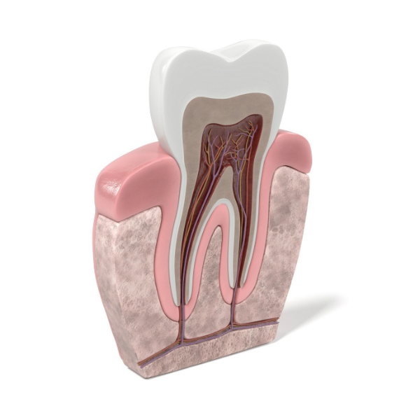 endodoncia-estructura-dental
